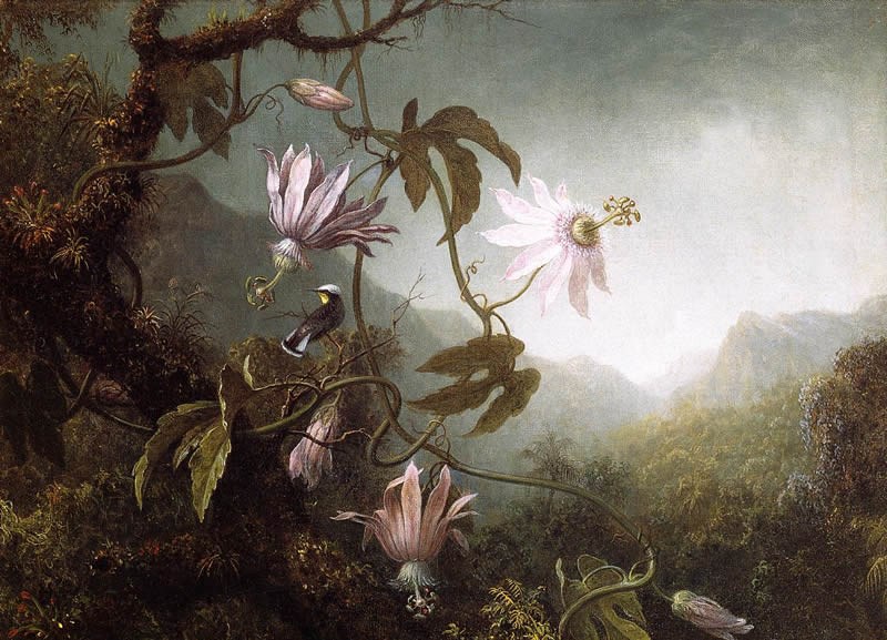 Martin Johnson Heade Hummingbird Perched near Passion Flowers